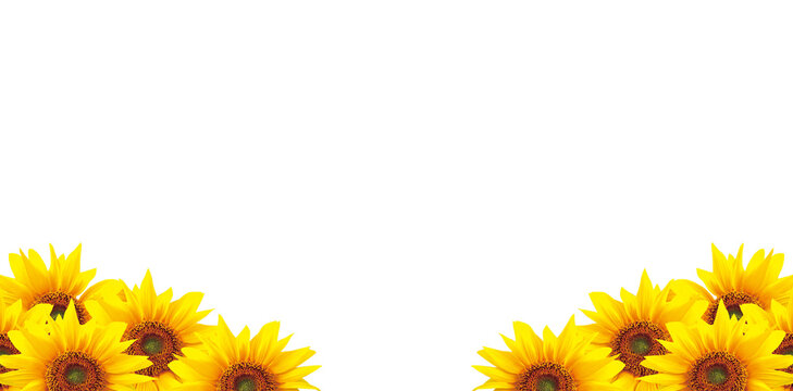 frame of sunflowers