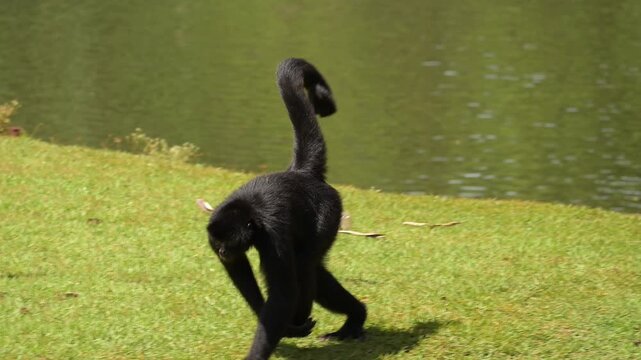 Spider monkey, monkeys filmed in slow motion at a zoo in Brazil, 4k, natural light, slow motion, selective focus.