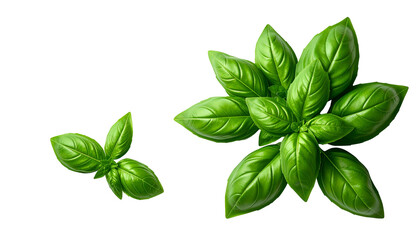 Obraz premium Two vibrant, fresh basil arrangements isolated on black, one small, one large