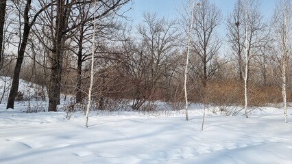 snow covered ground in the forest
