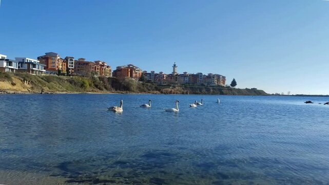 A beautiful flock of swans with baby little swans swimming eating with no people horizontal perfect for campaigns hd high resolution video on a sunny day with blue sky