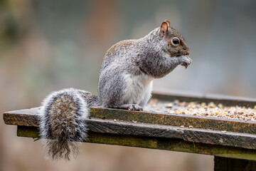 Grey Squirrel Eating on Edge of Wooden Platform