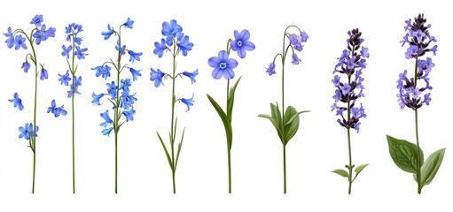 Obraz premium set of bluebells, forget-me-nots, and lavender flowers isolated on a transparent background