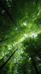 Looking up at green tree tops from forest floor, nature therapy and mental wellness concept