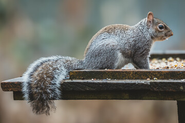 Grey Squirrel Feeding on Wooden Edge