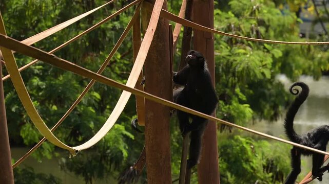 Spider monkey, monkeys filmed in slow motion at a zoo in Brazil, 4k, natural light, slow motion, selective focus.