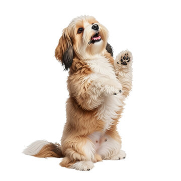 Different dog species and breeds sitting upright on hind legs with front paws raised in a friendly gesture as seen from a 4.png reference image