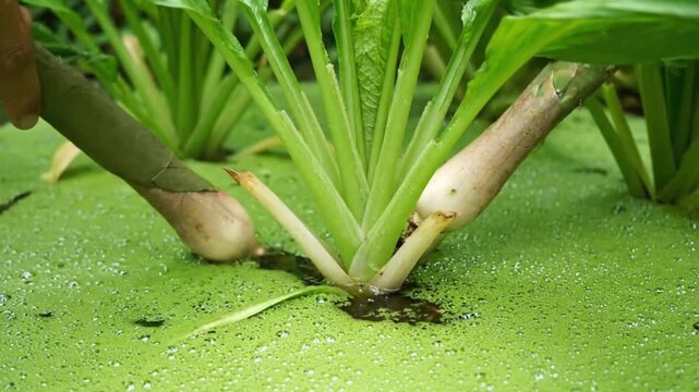 Close-up view of a vibrant green plant with white stem and delicate leaves emerging from a lush patch of dark algae in a tranquil pond setting, captured from a centered perspective