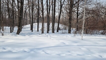 snow and trees in the forest
