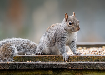 Grey Squirrel Crouched on Wooden Feeding Surface