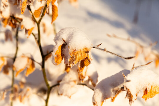 Gros plan sur une feuille brune d'une branche d'un arbuste recouvert de neige dans une for&ecirc;t en hiver, arri&egrave;re-plan de neige ensoleill&eacute;e, ambiance chaleureuse