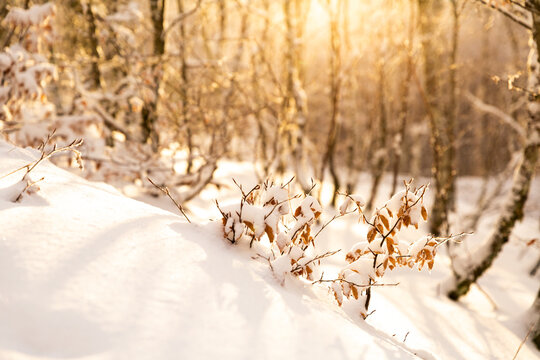Paysage de for&ecirc;t enneig&eacute;e, petits arbustes aux feuilles brunes dans la neige au premier plan, &eacute;pais manteau neigeux et rayons du soleil couchant, ambiance chaude et f&eacute;erique