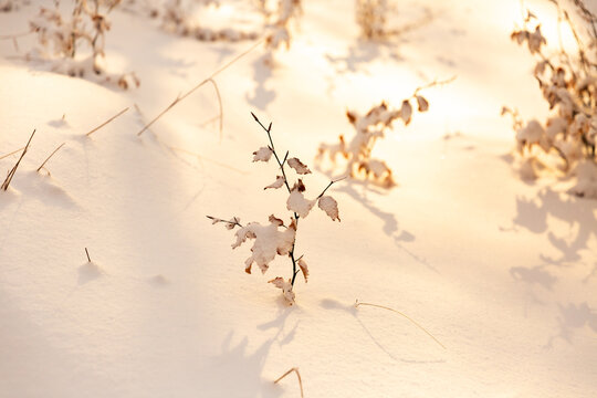 Petit arbuste aux feuilles brunes recouvertes de neige au premier plan, sol de for&ecirc;t enneig&eacute;e, lumi&egrave;re chaude du soleil couchant rasant la neige