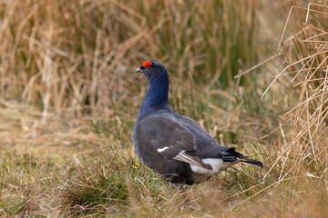 Obraz premium Black Grouse in moorland during spring, Weardale, North Penines, England, UK.