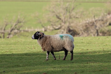 Fototapeta premium Sheep in a field in spring