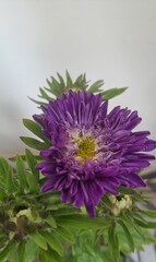 Obraz premium Aster flower blooming closeup 