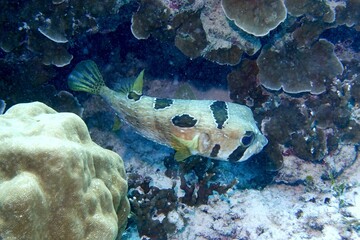 Black Blotched Porcupinefish © Markus S.