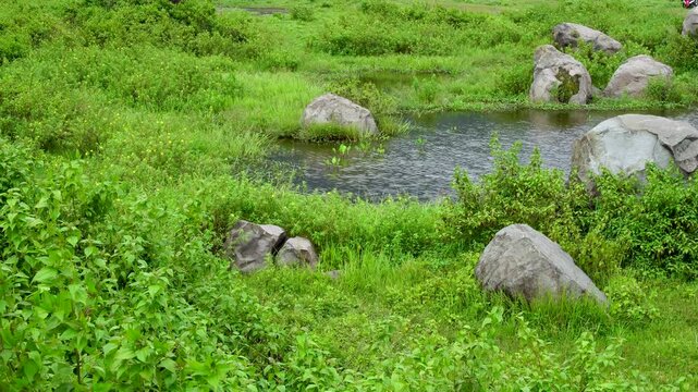 Scenic view of a small natural pond surrounded by large grey boulders and lush green grass at Ranu Manduro, Indonesia. Peaceful rural landscape with ripples on the water surface in a tropical meadow.