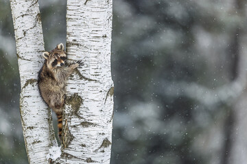 snowy Raccoon Procyon lotor peeks from birch trunk during gentle winter snowfall © michal