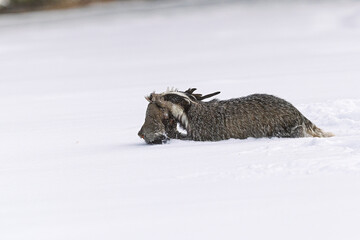 Meles meles European Badger drags large bird carcass across fresh snow alone © michal