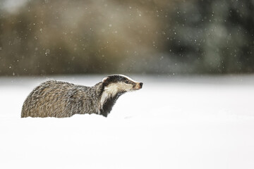 Obraz premium Meles meles European badger moves through deep snow beneath falling winter flakes