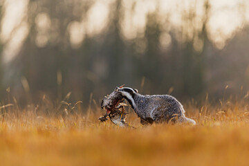Meles meles European Badger drags bird carcass across meadow during golden sunrise © michal