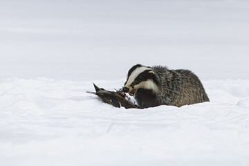 Meles meles European Badger eats bird carrion in snow on winter plain © michal