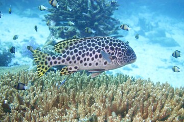 Blackspotted Rubberlip in the Andaman Sea – Thailand © Markus S.