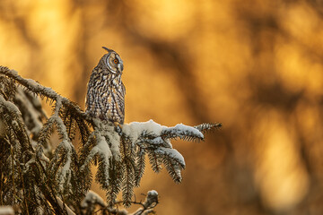 sunlit Long-eared Owl Asio otus perches on snowy fir at sunrise silently
