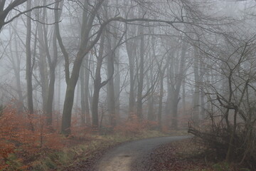 Obraz premium Path through a woodland in winter