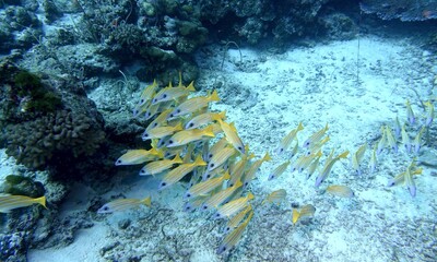 Beautiful fish school in the Andaman Sea – Thailand © Markus S.