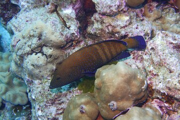Grouper Fish in the Andaman Sea &ndash; Thailand