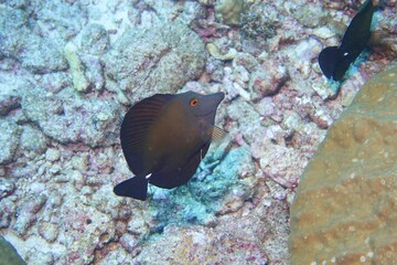 Brown Surgeonfish in the Andaman Sea – Thailand © Markus S.