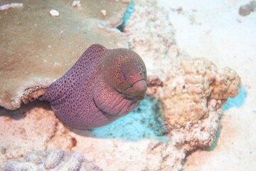 Moray in the Andaman Sea – Thailand © Markus S.
