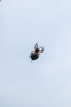 Minimalist close-up of a spider hanging at the center of its web, isolated against a pale, nearly uniform sky. The fine strands of the web are faintly visible