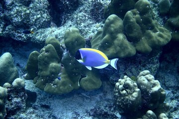 Obraz premium Powderblue Surgeonfish in the Andaman Sea – Thailand