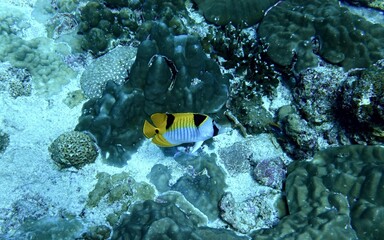 Black-wedged Butterflyfish in the Andaman Sea – Thailand © Markus S.