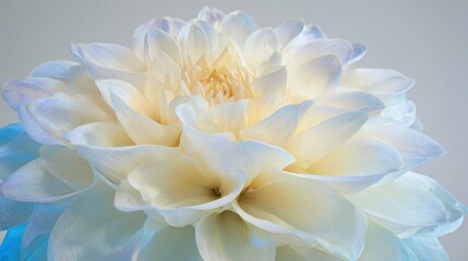 Fototapeta premium Close view of a large flower in light colors against a plain background