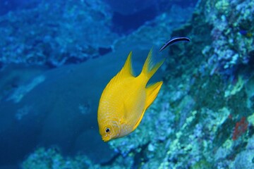 Lemonpeel damsel in the Andaman Sea &ndash; Thailand