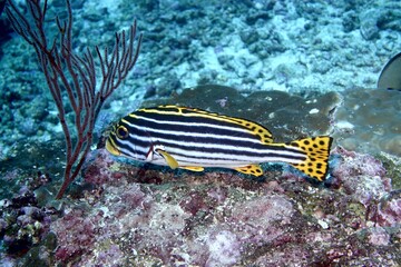 Oriental Sweetlips in the Andaman Sea – Thailand © Markus S.