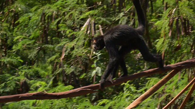 Spider monkey, monkeys filmed in slow motion at a zoo in Brazil, 4k, natural light, slow motion, selective focus.