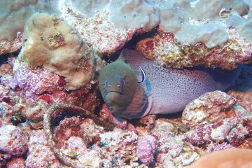 Moray in the Andaman Sea – Thailand © Markus S.