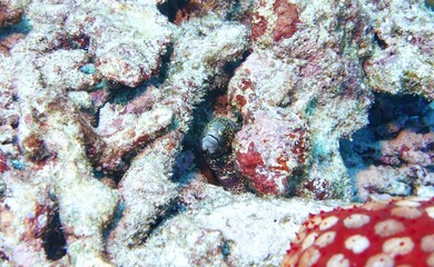 Beautiful blue yellow spotted Moray in the Andaman Sea – Thailand © Markus S.