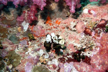 Fireworm with tiny fish in the Andaman Sea – Thailand © Markus S.