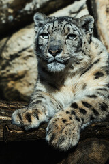 Obraz premium Snow leopard (Panthera uncia) detail portrait