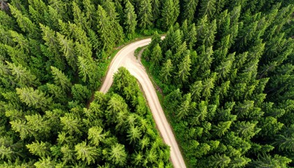Aerial View Of A Winding Dirt Road Through A Dense Evergreen Forest On A Sunny Day
