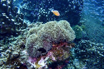 Clownfish (Nemo) in the Andaman Sea – Thailand  © Markus S.