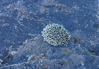 Winter frost and climate change, frozen moss on dark stone surface with ice crystals in cold weather environment © DanielHernandezBlanc