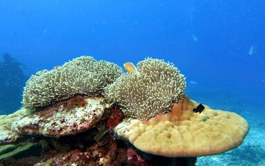 Clownfish (Nemo) in the Andaman Sea – Thailand  © Markus S.