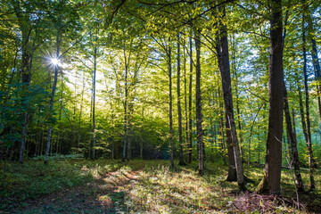 Obraz premium Sun shining through tree branches, autumn, Bialowieza Forest, Poland